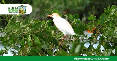 Día Internacional de la Defensa del Ecosistema de Manglares