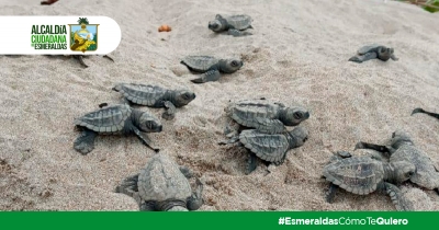 Cuidado a las tortugas golfinas